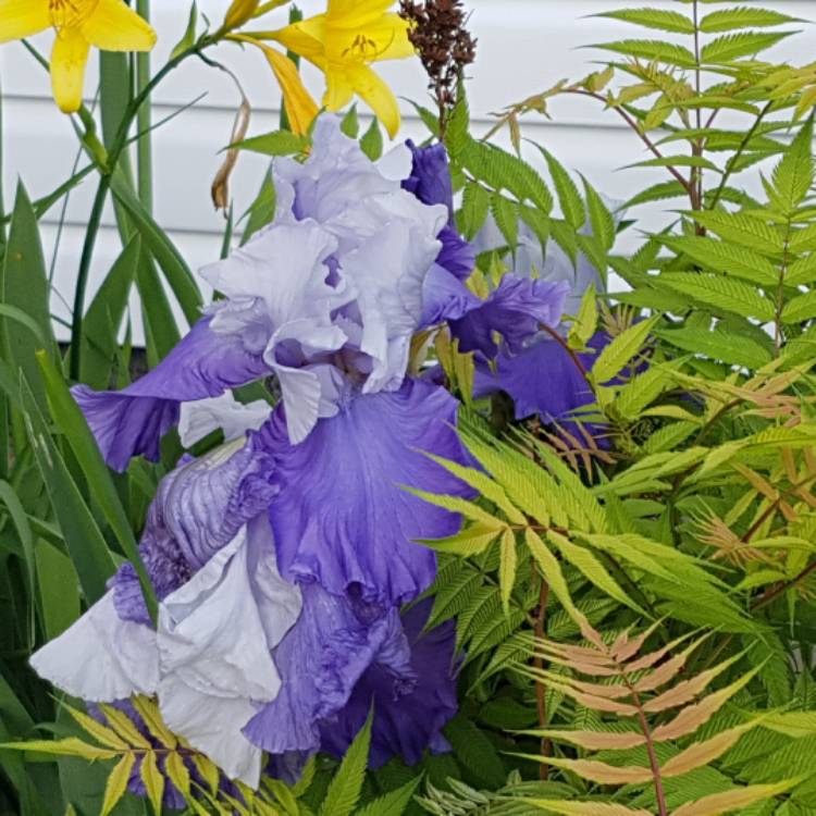 Plant image Iris x germanica 'Caribbean Dream'