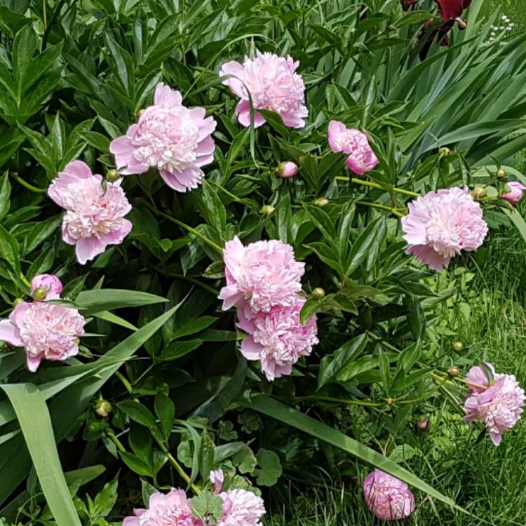 Plant image Paeonia x festiva 'Rosea Plena' syn. Paeonia officinalis 'Rosea Plena', Paeonia 'Old Double Rose'