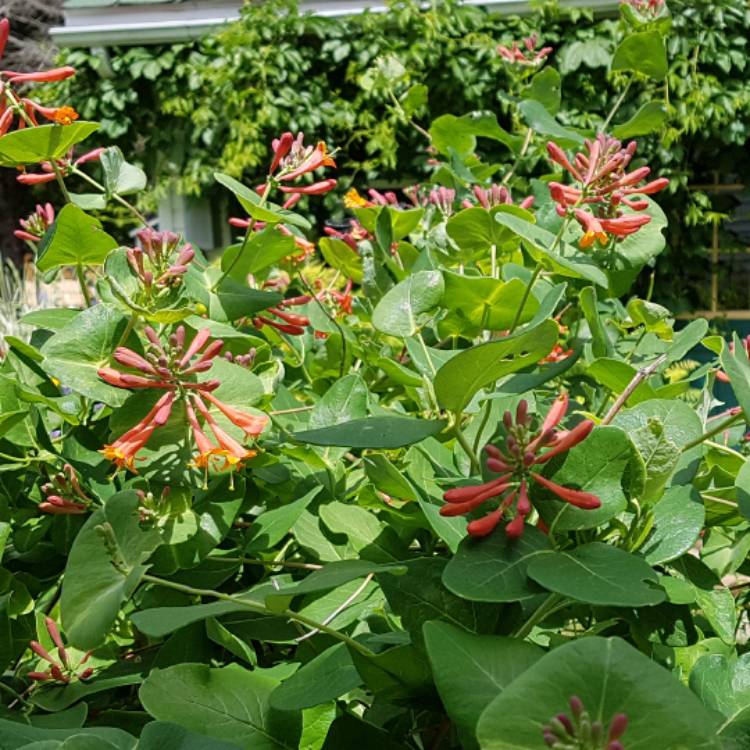 Plant image Lonicera ciliosa