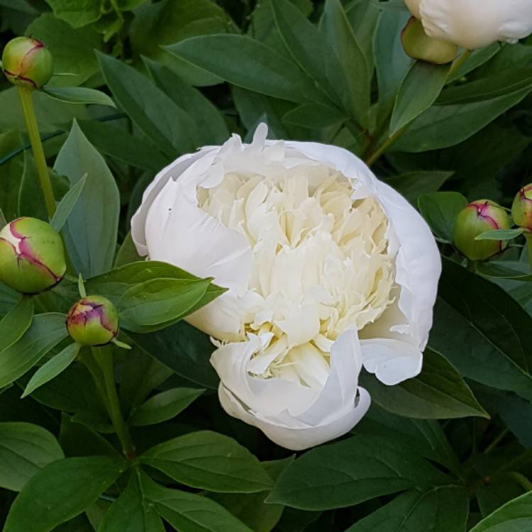 Plant image Paeonia lactiflora 'Lady Alexandra Duff'