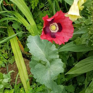 Opium Poppy 'Red Pom Poms'