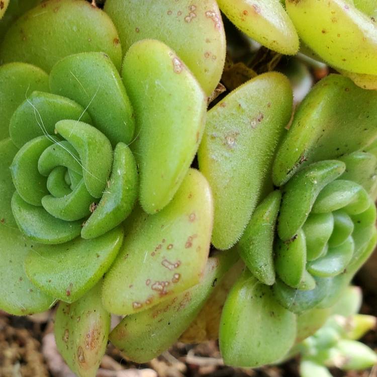 Plant image Aeonium Lily Pad