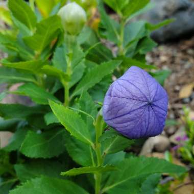 Platycodon grandiflorus  syn. Campanula grandiflora