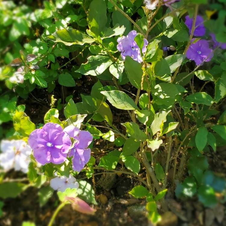 Plant image Brunfelsia pauciflora syn. Brunfelsia calycina