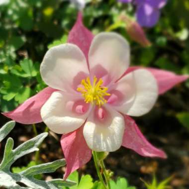 Aquilegia  'Origami Pink and White'