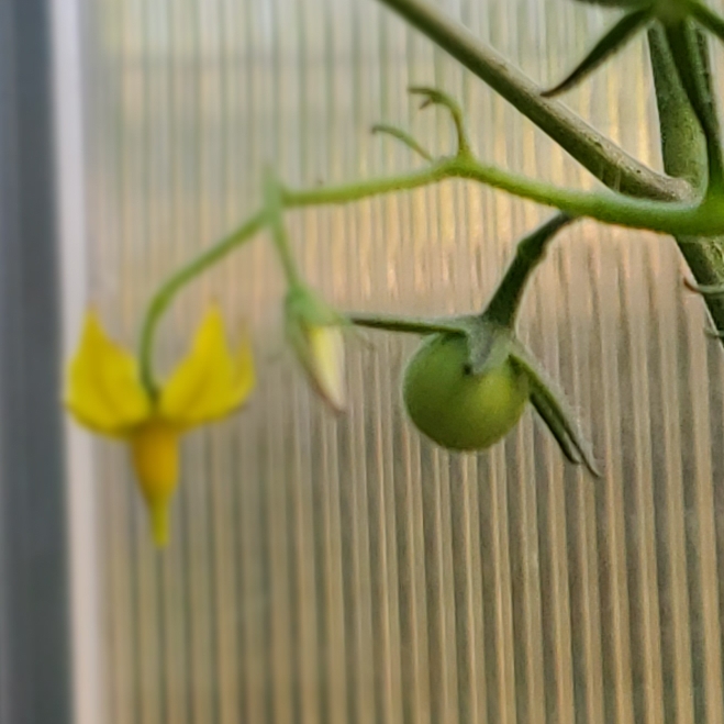 Plant image Solanum Lycopersicum 'Golden Sunrise'