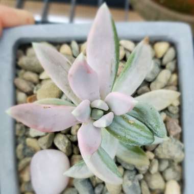 Pachyphytum hookeri Variegata