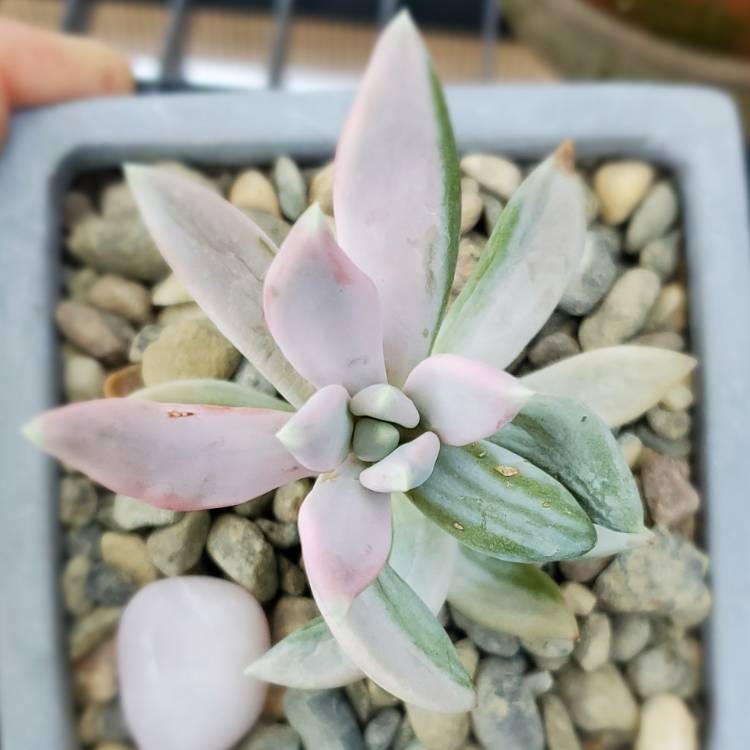 Plant image Pachyphytum hookeri Variegata