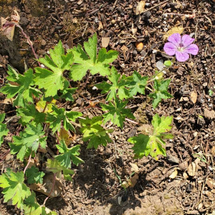 Plant image Geranium x oxonianum 'Wargrave Pink'