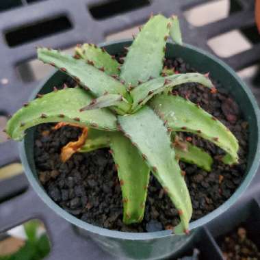 Aloe castilloniae