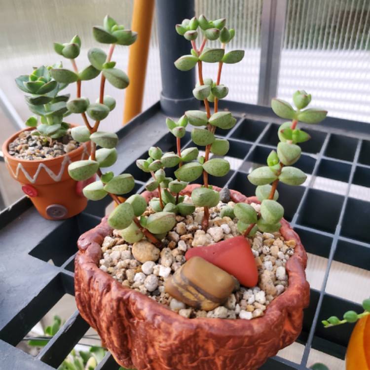 Plant image Crassula brevifolia