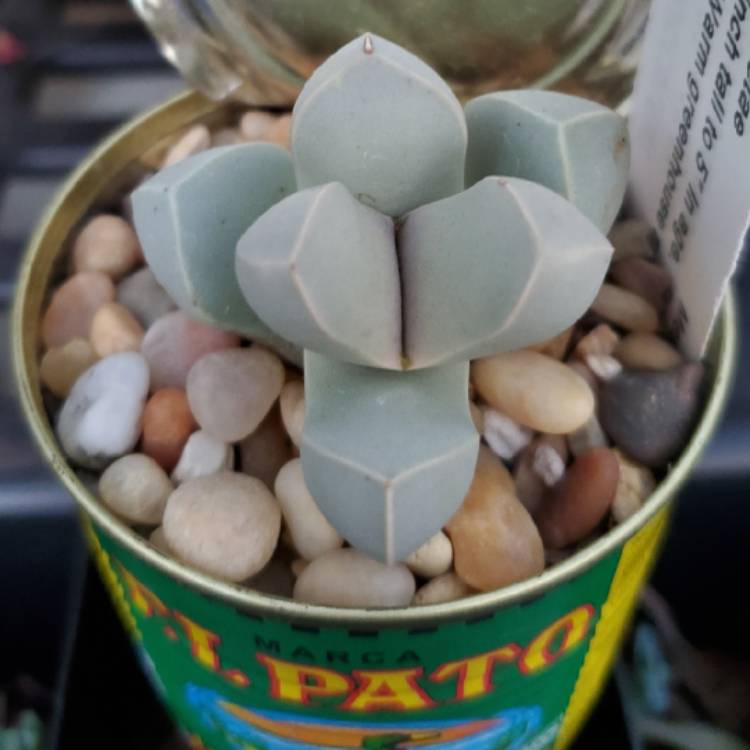 Plant image Lapidaria margaretae syn. Mesembryanthemum margaretae