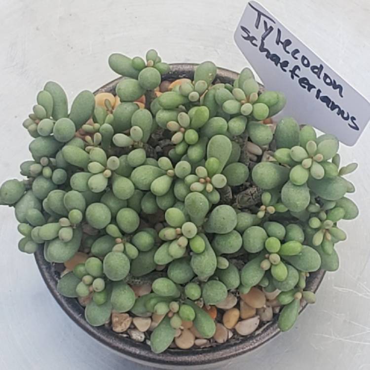 Plant image Tylecodon schaeferianus