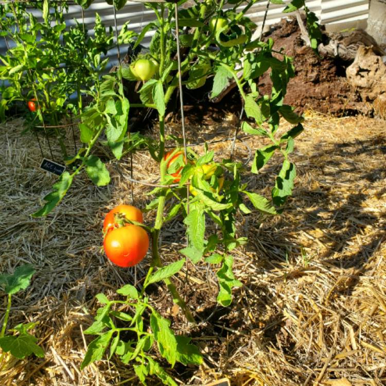 Plant image Solanum lycopersicum 'Celebrity'