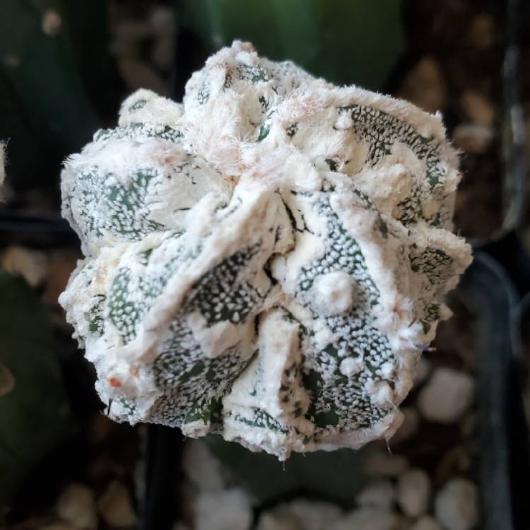 Plant image Astrophytum