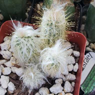 Old Man of the Andes Cactus