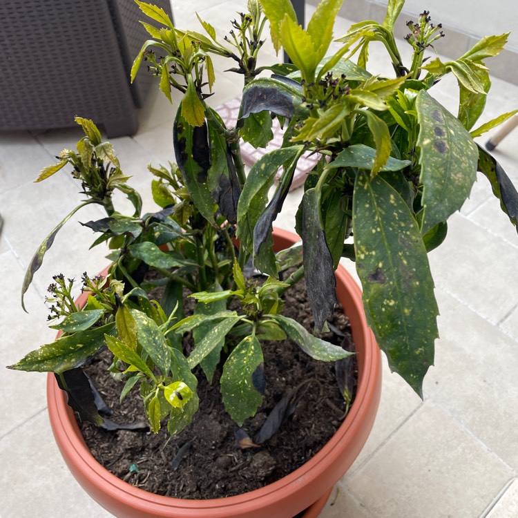 Plant image Aucuba japonica Variegata