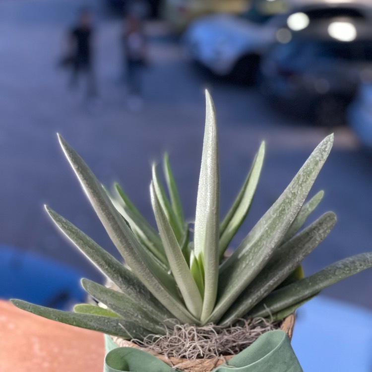 Plant image Gasteraloe Aloe Descoingsii x Gasteria Caespitosa