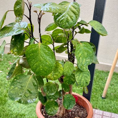 Aralia Fabian 'Stump'