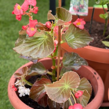 Begonia