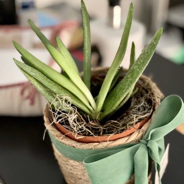 Gasteraloe 'Aloe Descoingsii x Gasteria Caespitosa'