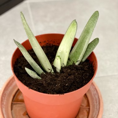 Gasteraloe 'Aloe Descoingsii x Gasteria Caespitosa'