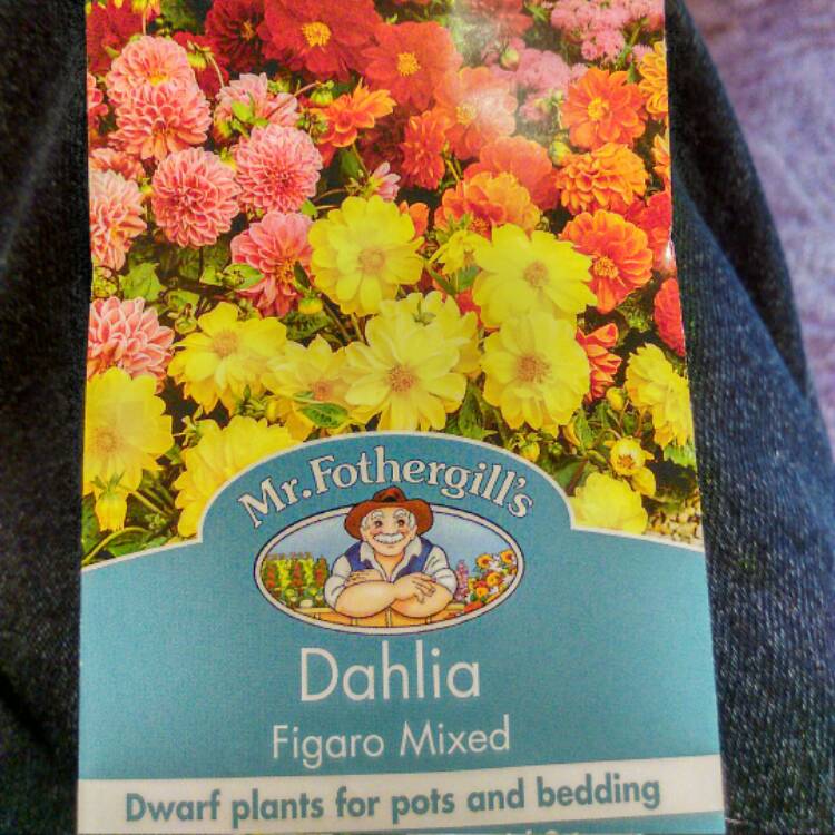 Plant image Dahlia 'Figaro Mixed' (Mix)