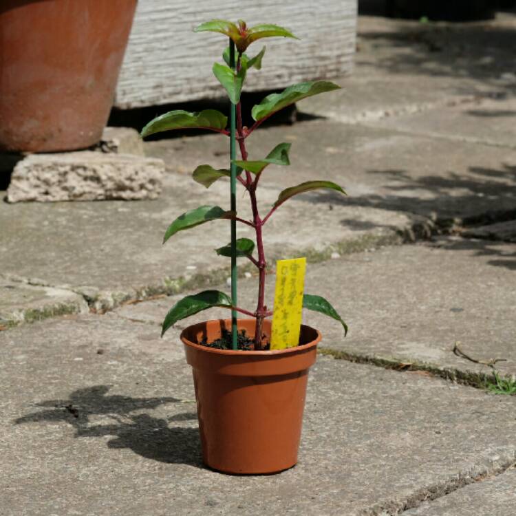 Plant image Fuchsia 'Dollar Princess'