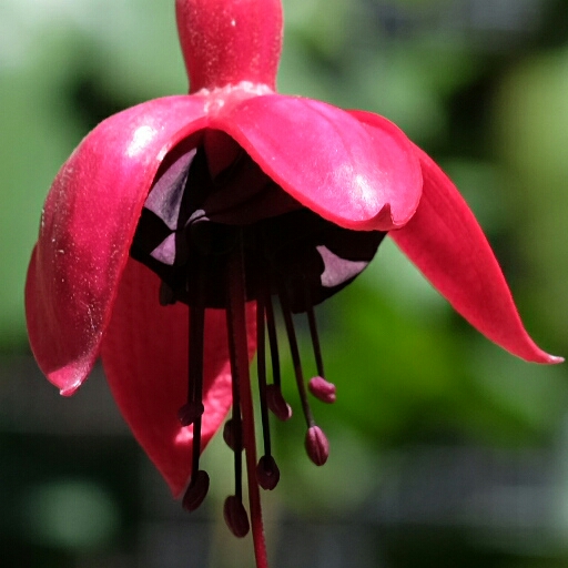 Plant image Fuchsia 'Blacky'