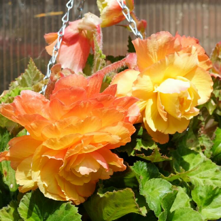 Plant image Begonia 'Fragrant Falls Peach'