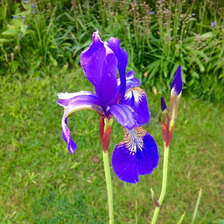 Plant image Iris sibirica 'Caesar's Brother'