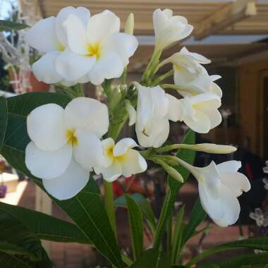 Plumeria pudica x