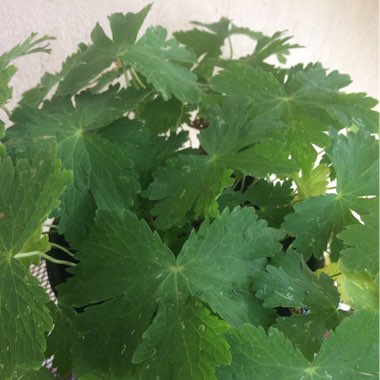 Geranium phaeum 'Raven'