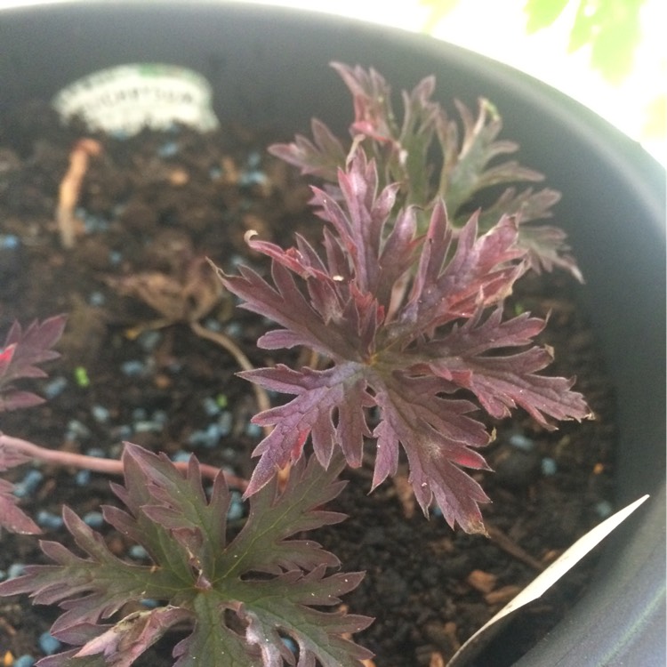 Plant image Geranium pratense (Victor Reiter Group) 'Midnight Reiter' syn. Geranium pratense 'Dark Reiter'