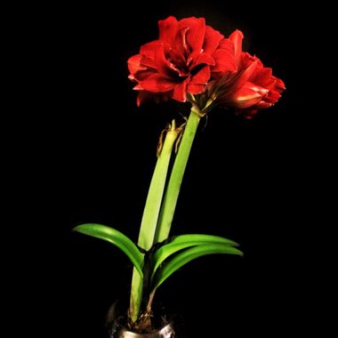 Hippeastrum