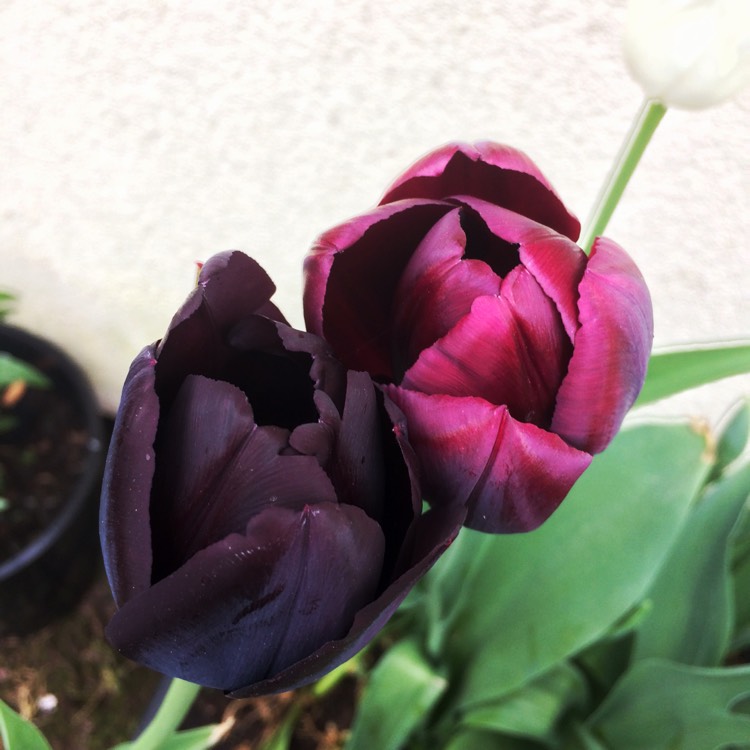 Plant image Tulipa 'Paul Scherer'