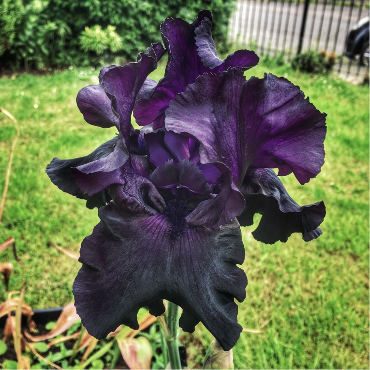 Plant image Iris x germanica 'Black Tie Affair'