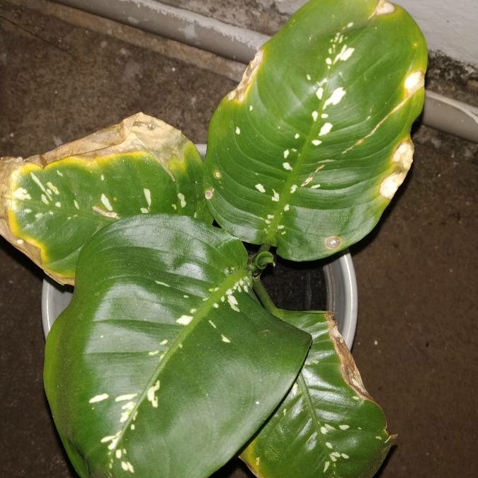 Plant image Dieffenbachia Seguine