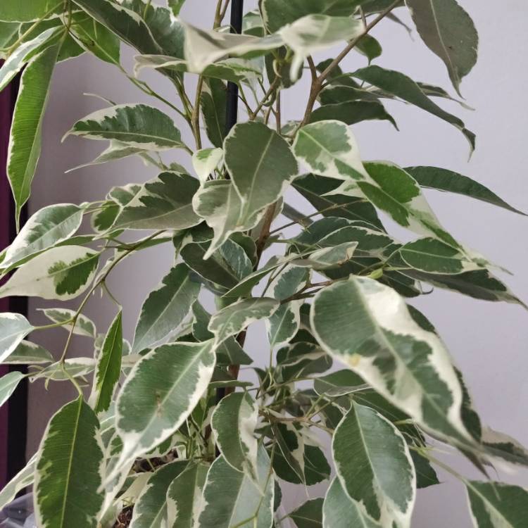 Plant image Ficus benjamina 'Starlight'