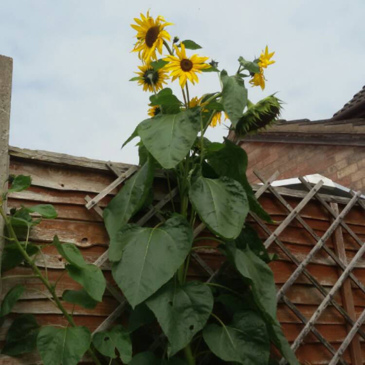 Plant image Helianthus annuus 'Kong' F1