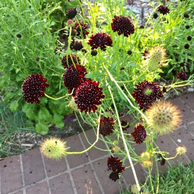 Scabiosa caucasica