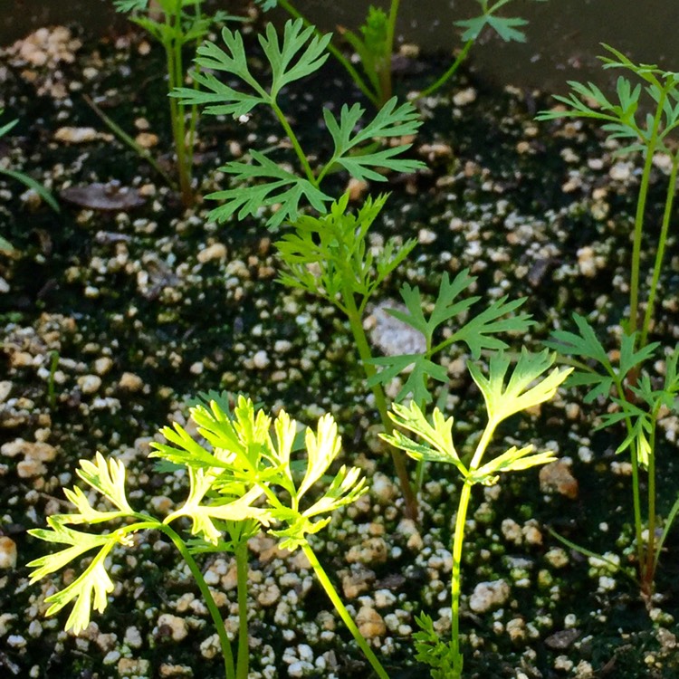 Plant image Daucus carota subsp. sativus 'Cosmic Purple'