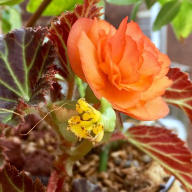 Begonia (Tuberous)