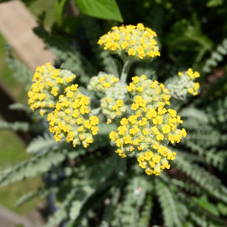 Plant image Achillea 'Moonshine'