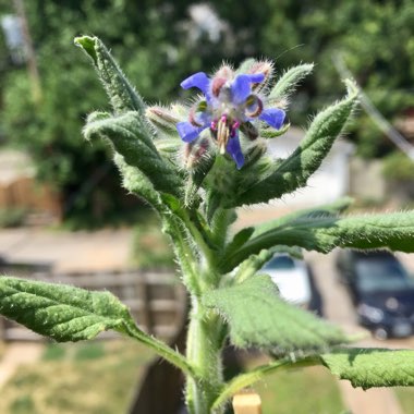 Common borage