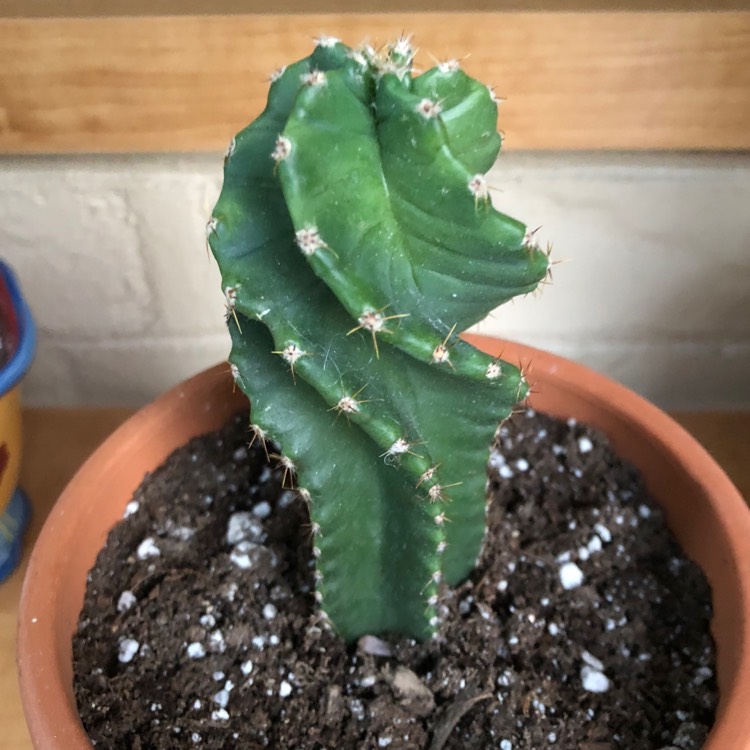 Plant image Cereus forbesii spiralis syn. Cereus validus 'Spiralis'