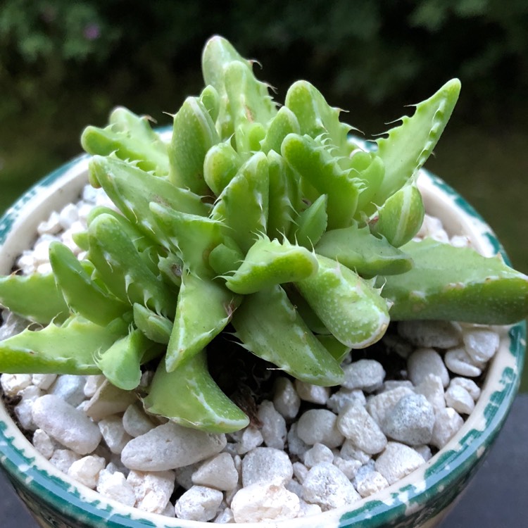 Plant image Faucaria tigrina variegata