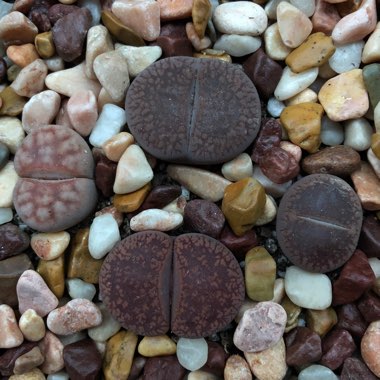 Lithops