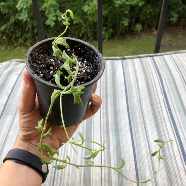 Senecio Peregrinus