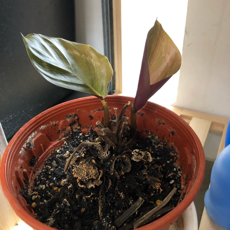 Plant image Calathea picturata 'Argentea' syn. Goeppertia picturata 'Argentea'